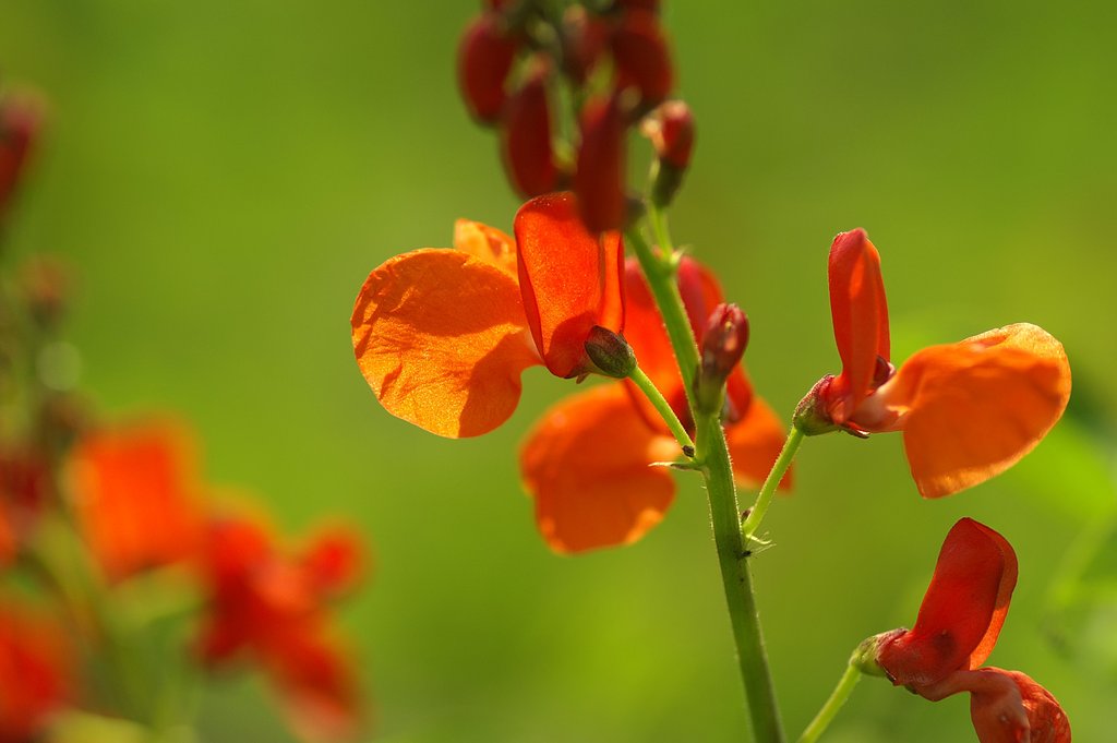 オレンジ色の豆の花