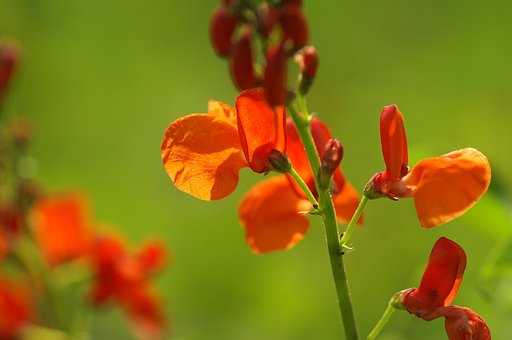 オレンジ色の豆の花