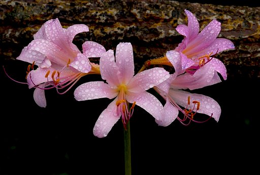 雨に濡れる花