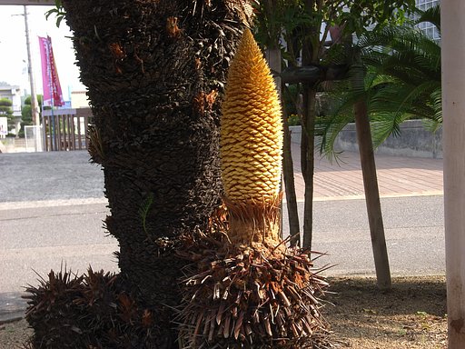 新芽