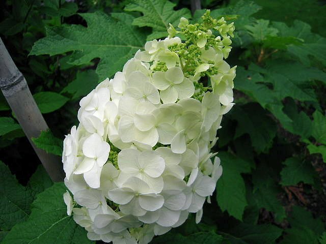 不思議な紫陽花？