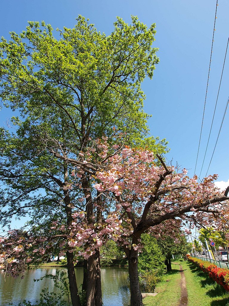 新緑と八重桜