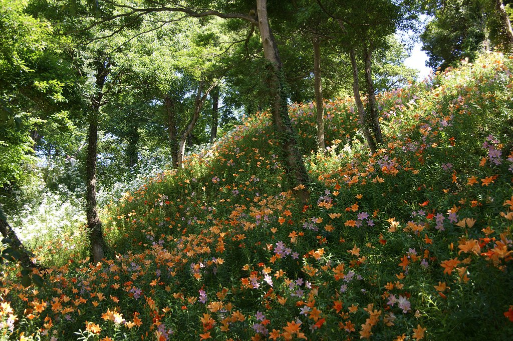 ユリの園