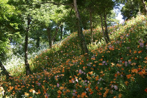 ユリの園