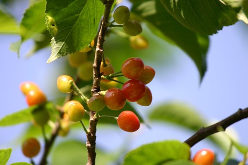桜の置き土産