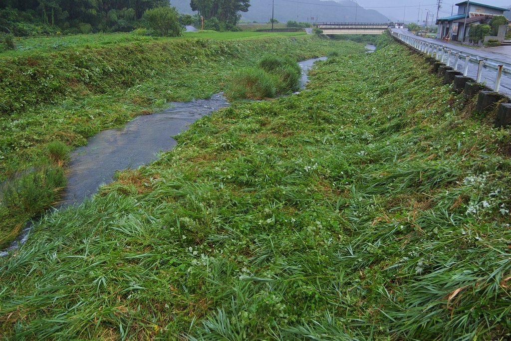 長谷川の葦狩り