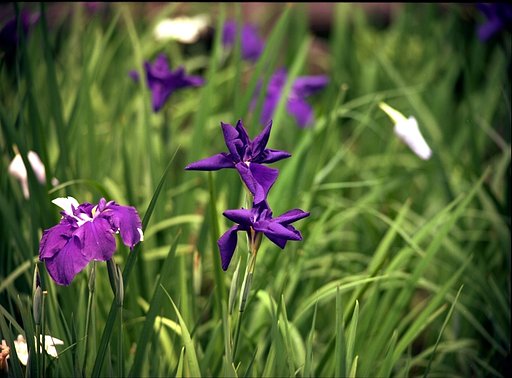 花菖蒲