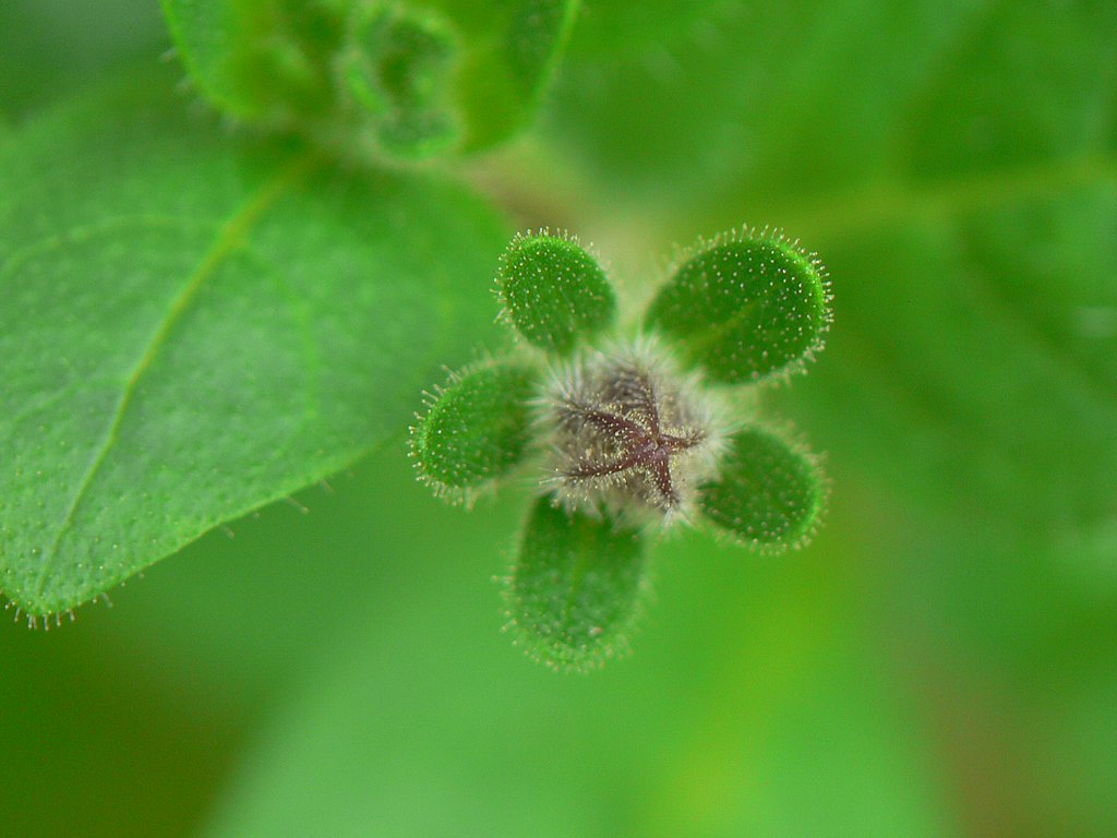「毛」その28−蕾