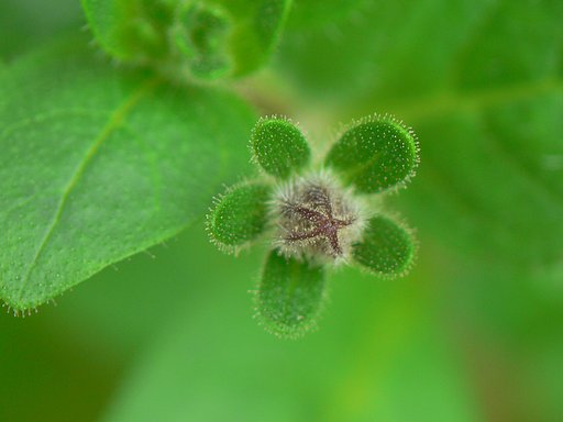 「毛」その28−蕾