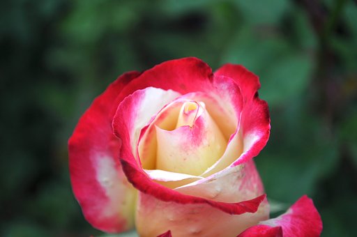 薔薇♪
