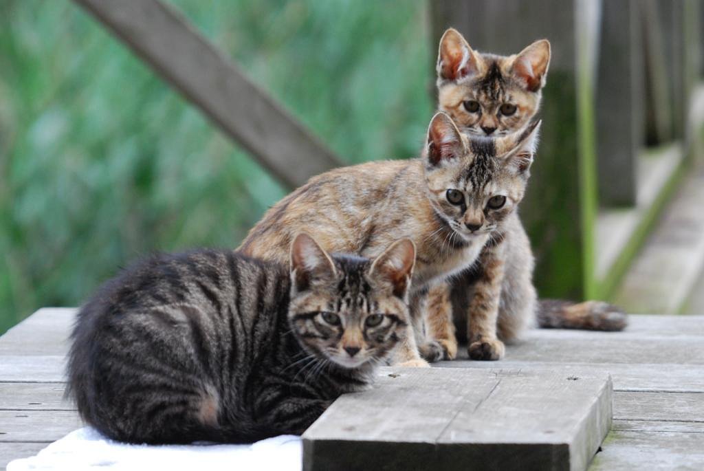 トリオ　ｄｅ　ＣＡＴＳ