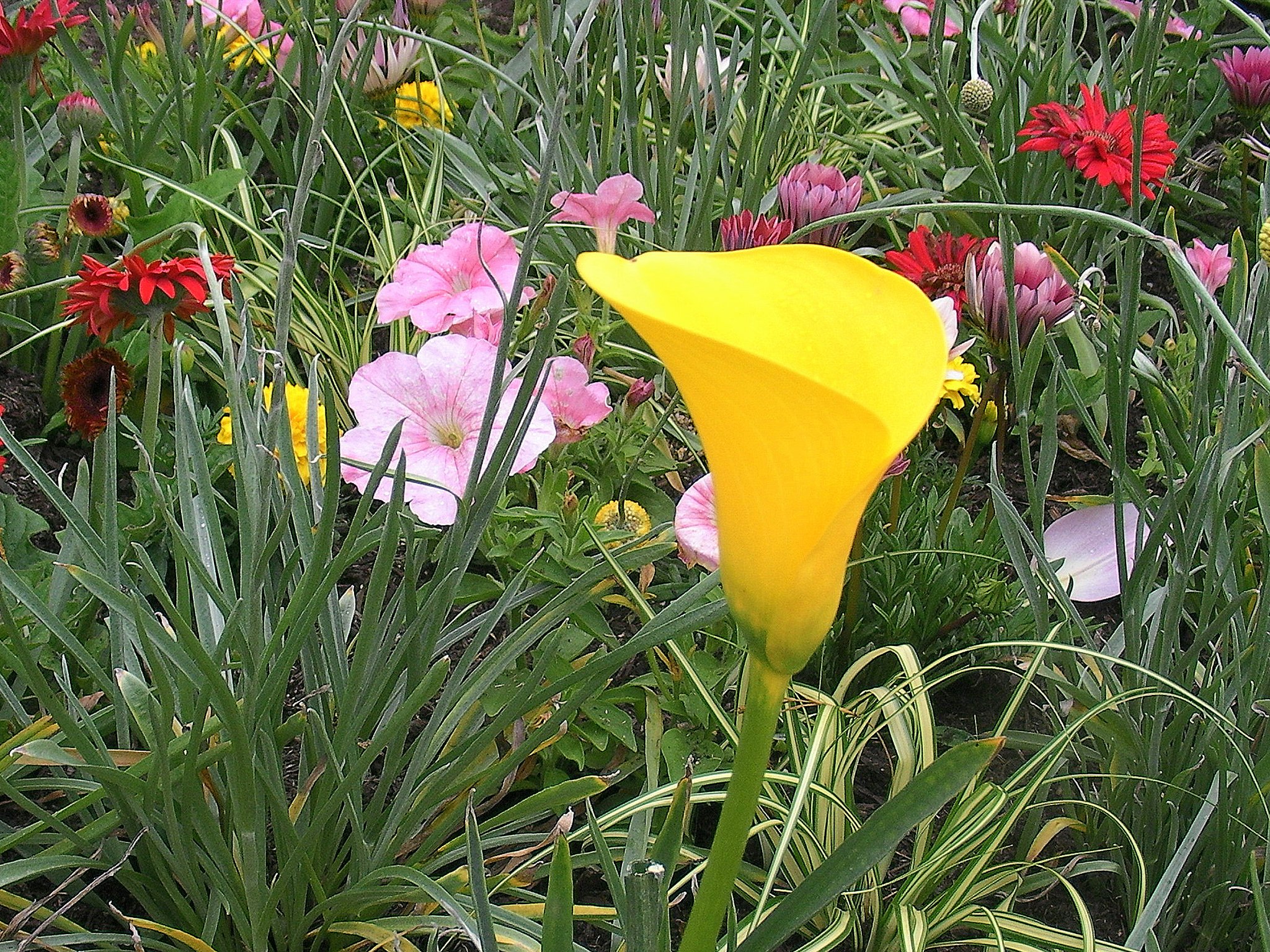 黄色な花