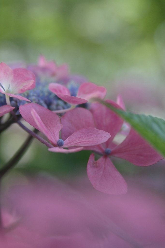 紫陽花