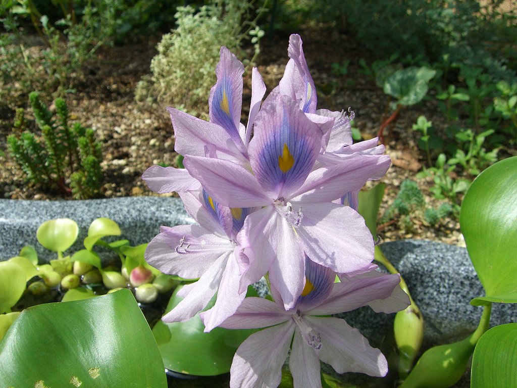 ホテイアオイの花です