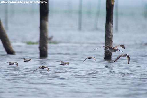 干潟の鳥・・飛んでます。