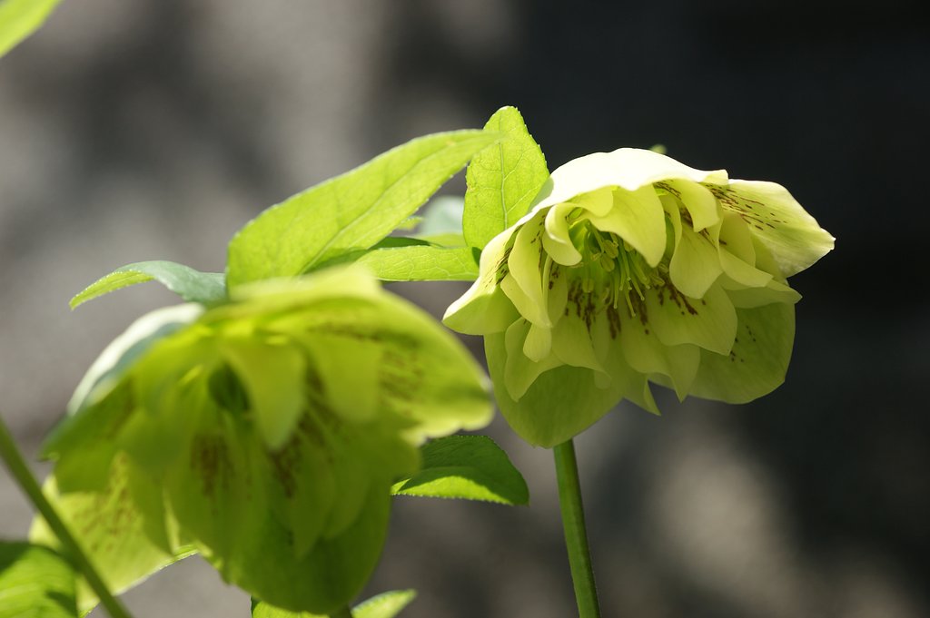花でした・・・