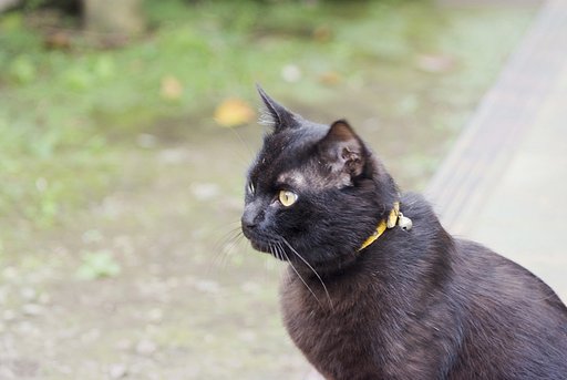 久しぶりに猫