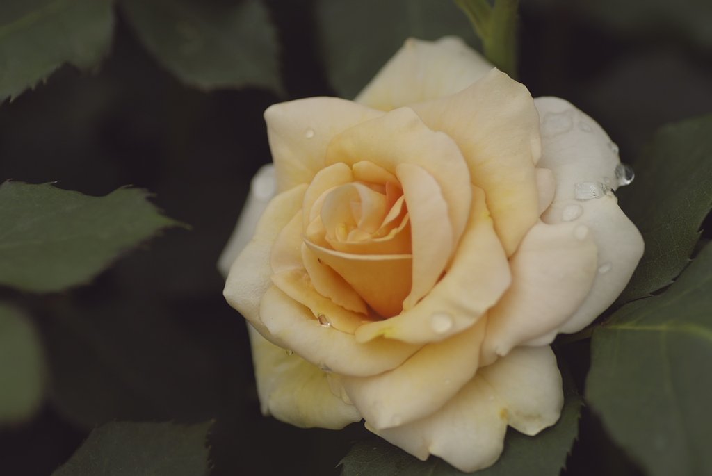 薔薇の季節3