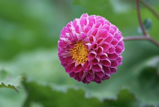 揺れる花を