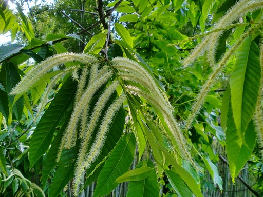 栗(タンバ栗)の花