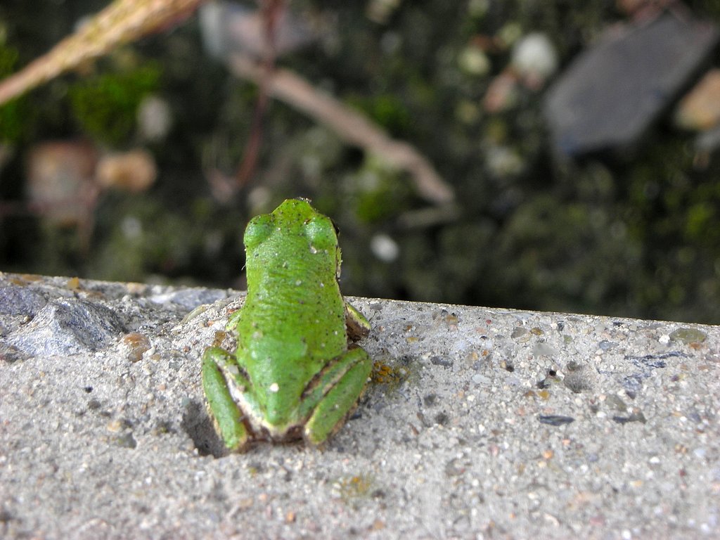 梅雨明け、反対なのだ