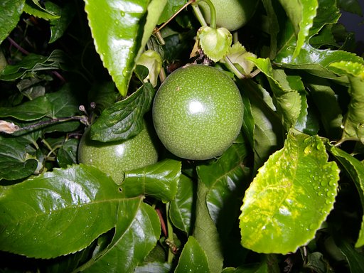 果物時計草（くだものとけいそう）の実（実５）