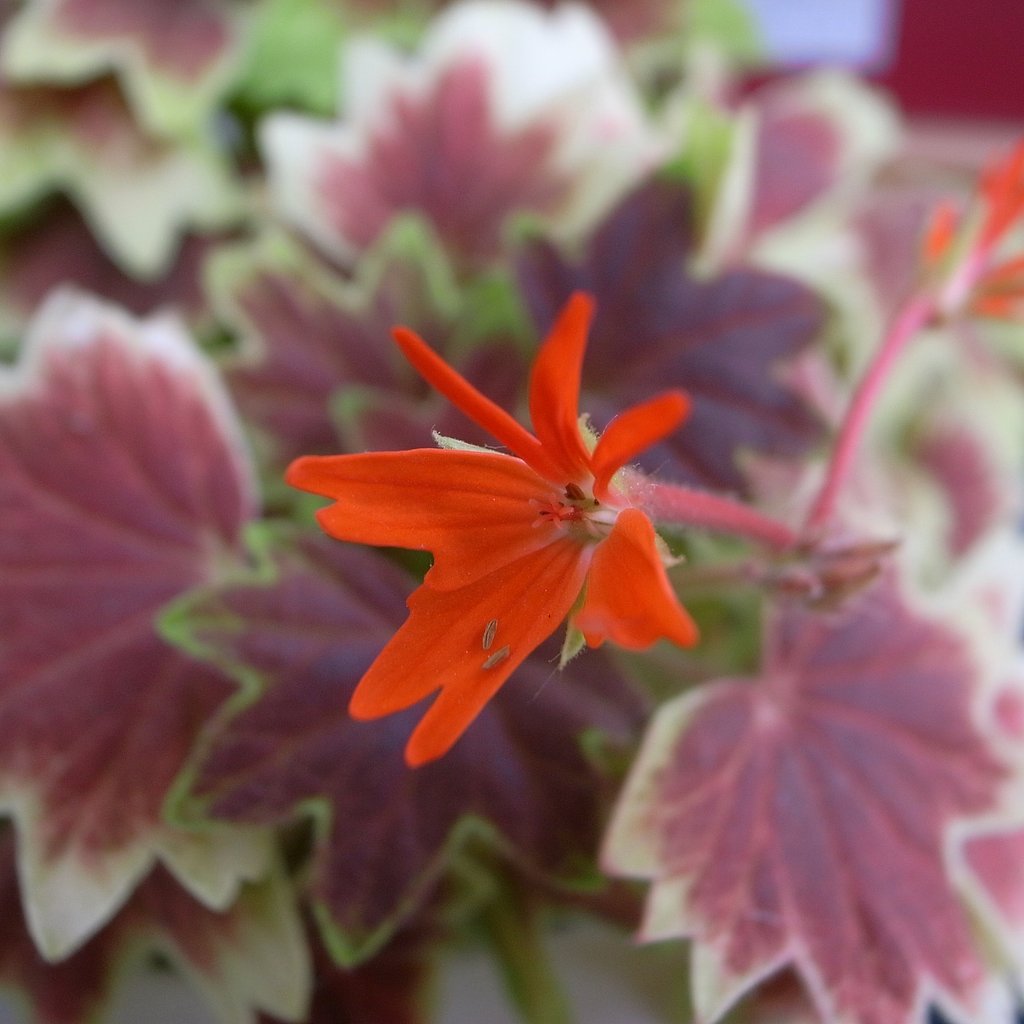 モミジ葉ゼラニュームの花