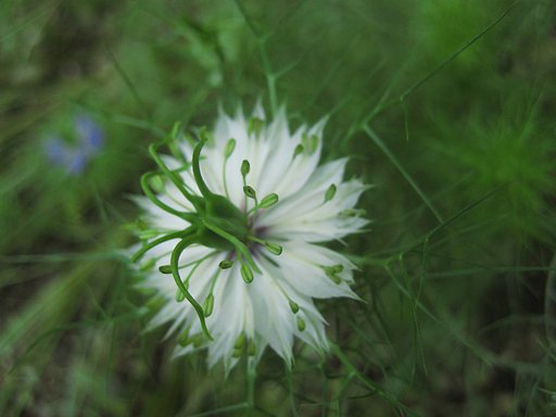 通りすがりの変な花（白）
