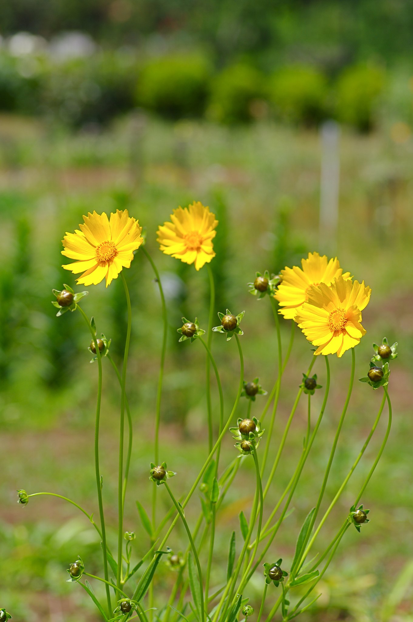 しなやかに