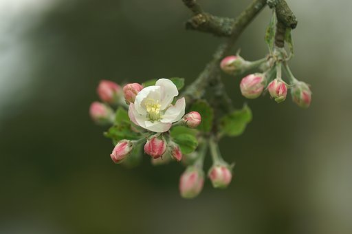 りんごが咲いた