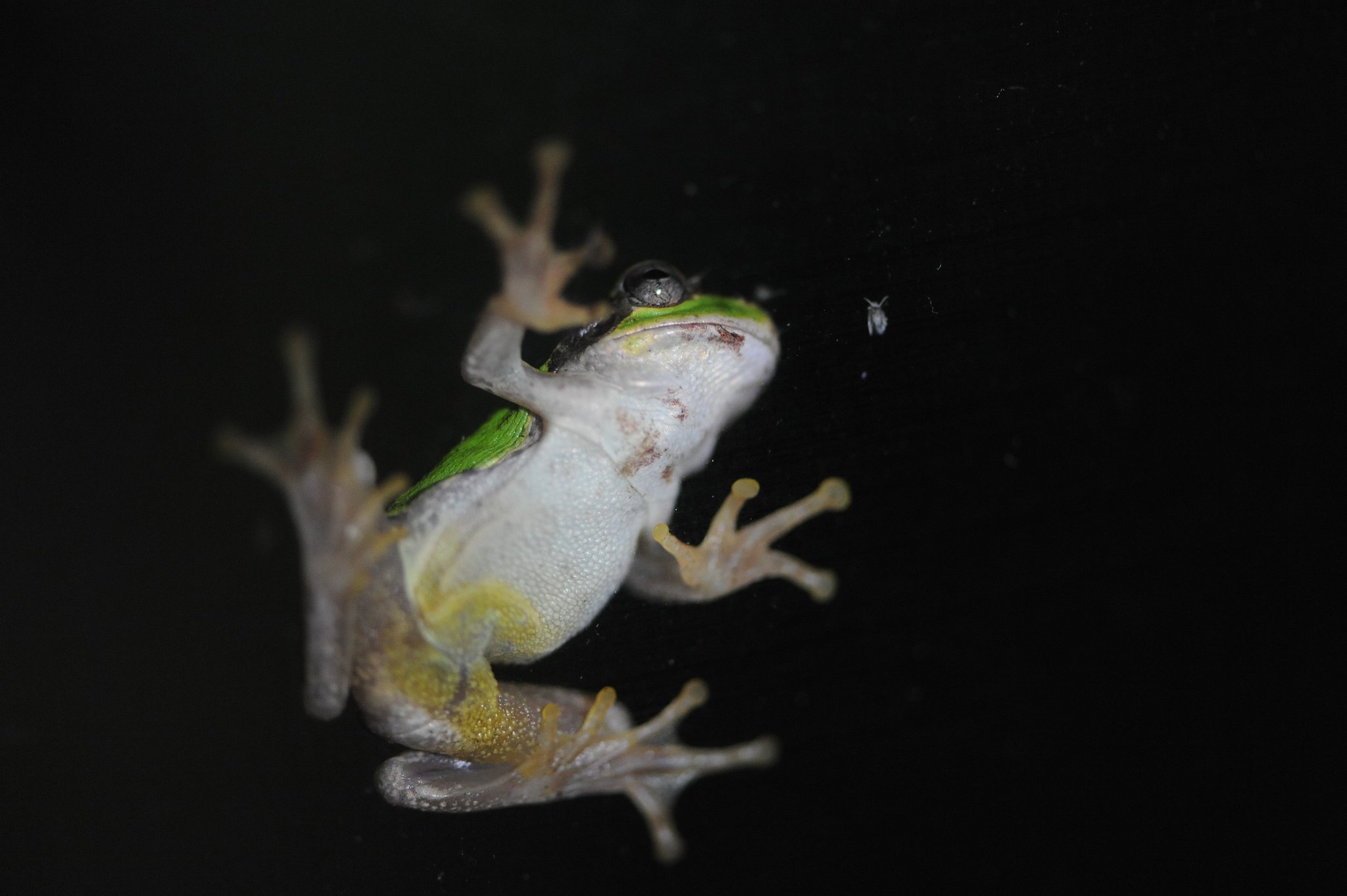 虫をねらうアマガエル