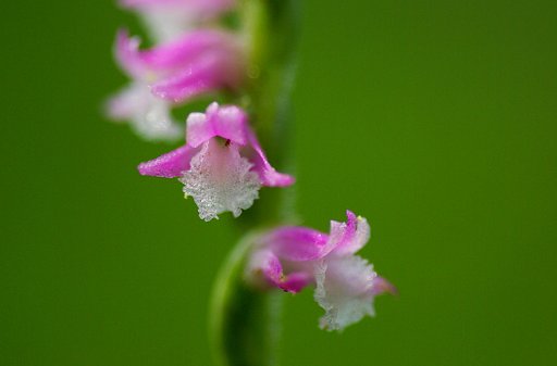 捩摺（モジズリ）　クローズアップ