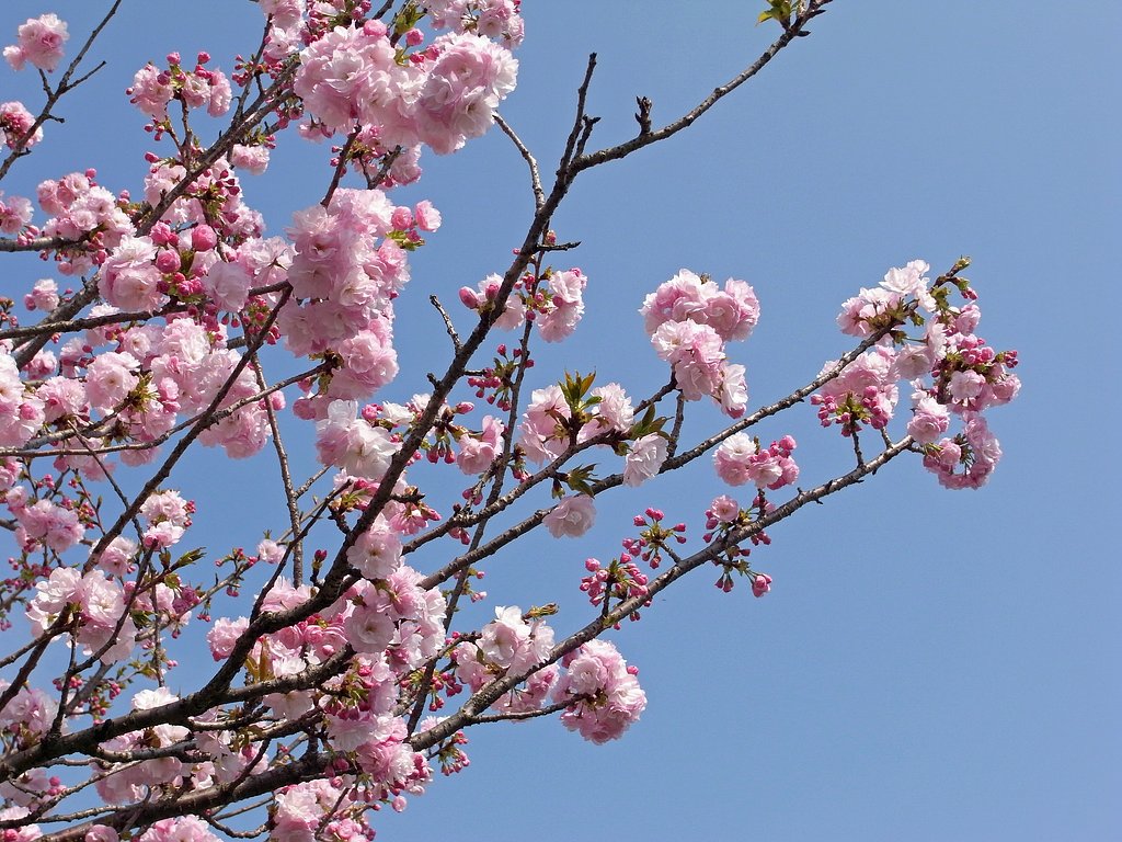 GX200で八重桜