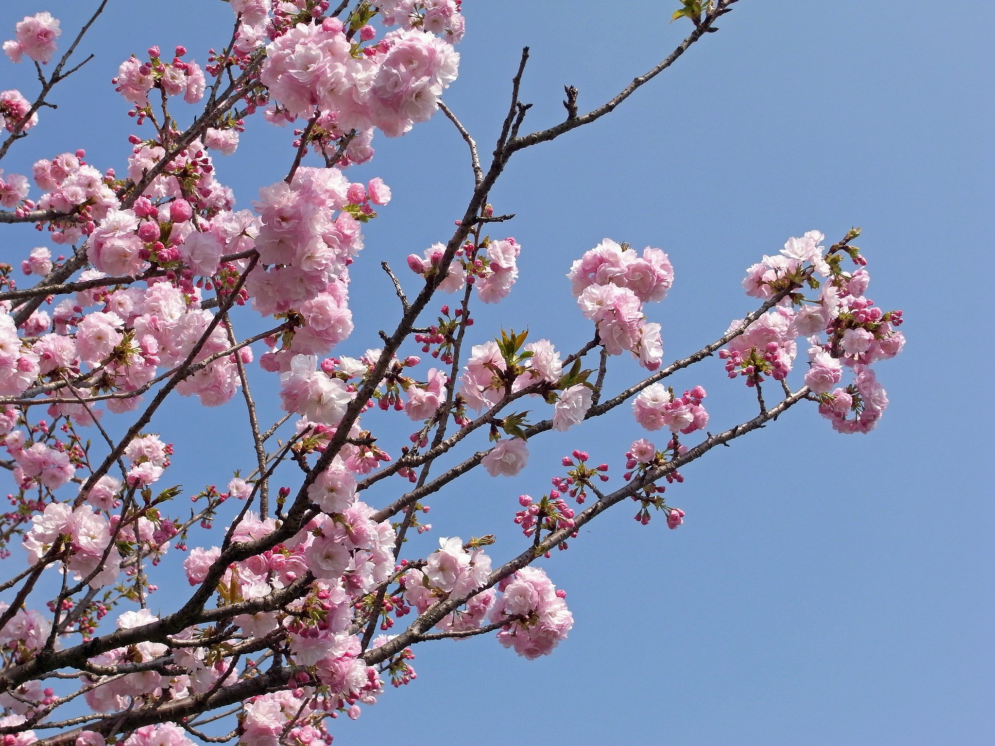 GX200で八重桜
