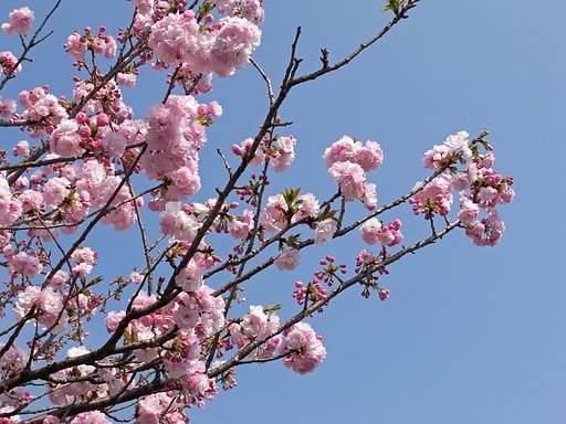 GX200で八重桜
