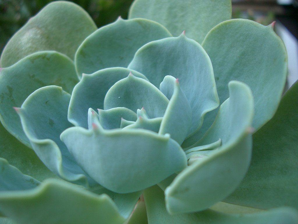 ♪花のさ〜かない