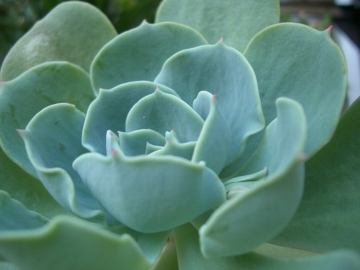 ♪花のさ〜かない