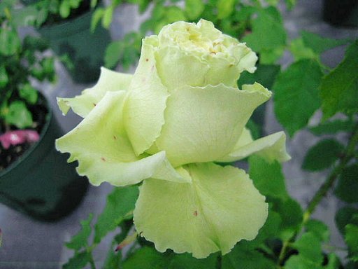 蕾・・・緑色のバラより