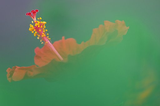 Summer flower