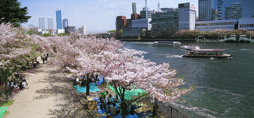 定番のお花見