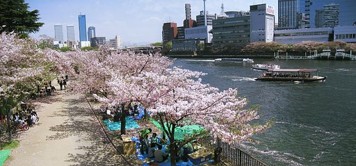 定番のお花見