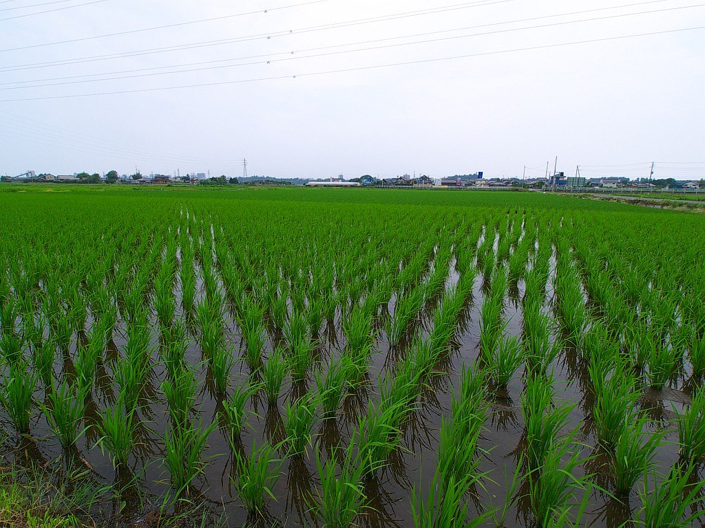 田んぼ・・