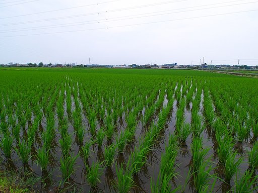 田んぼ・・
