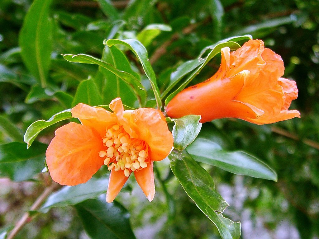 ◆珍しいザクロの花-a