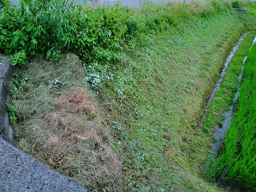 午後は良い天気で草刈