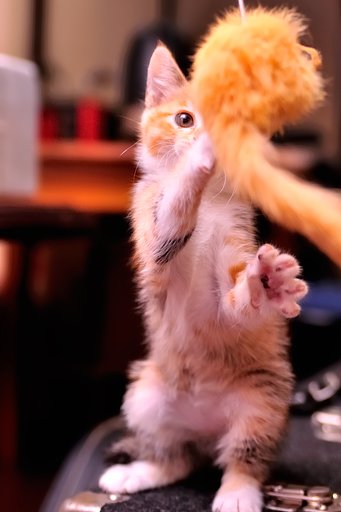 あしたのジョー