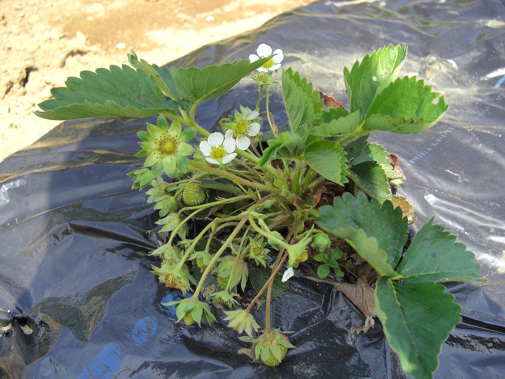 我が菜園（いちご）