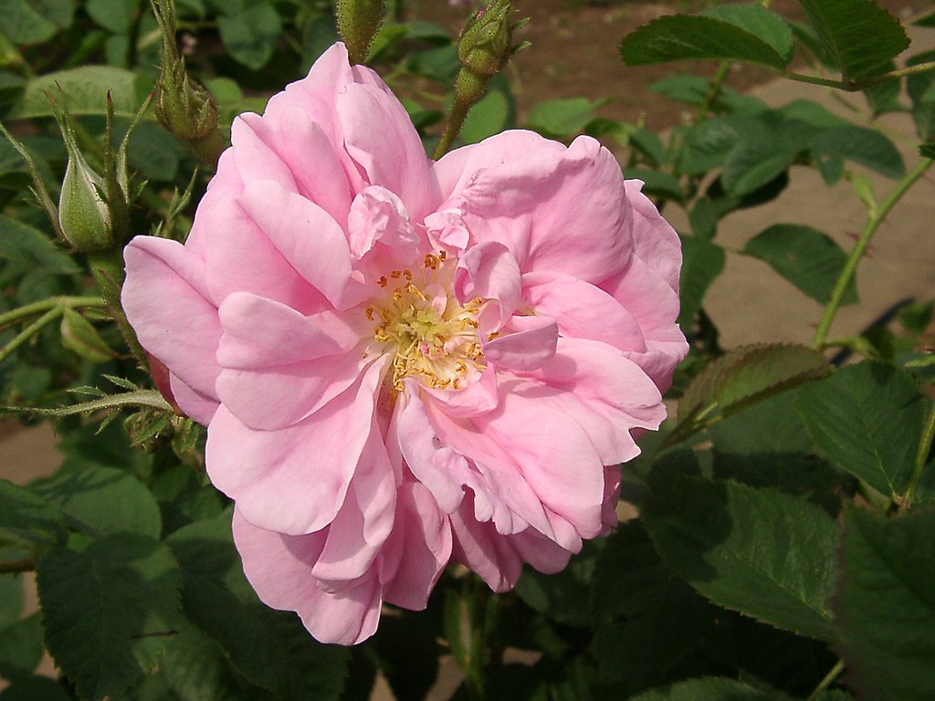 ★09春バラ・セレクション-36