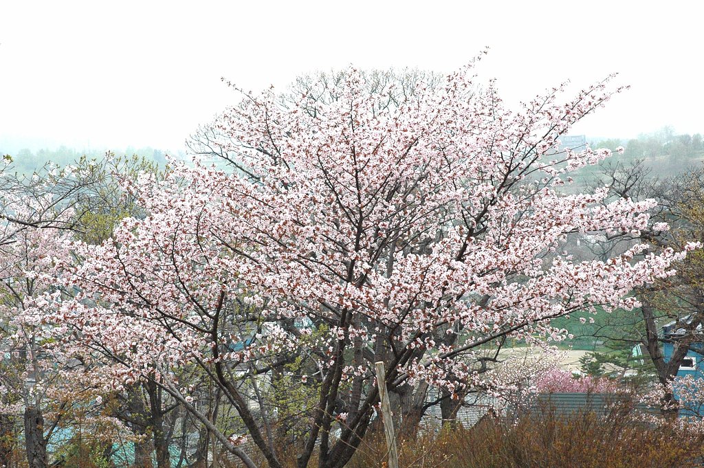 桜♪