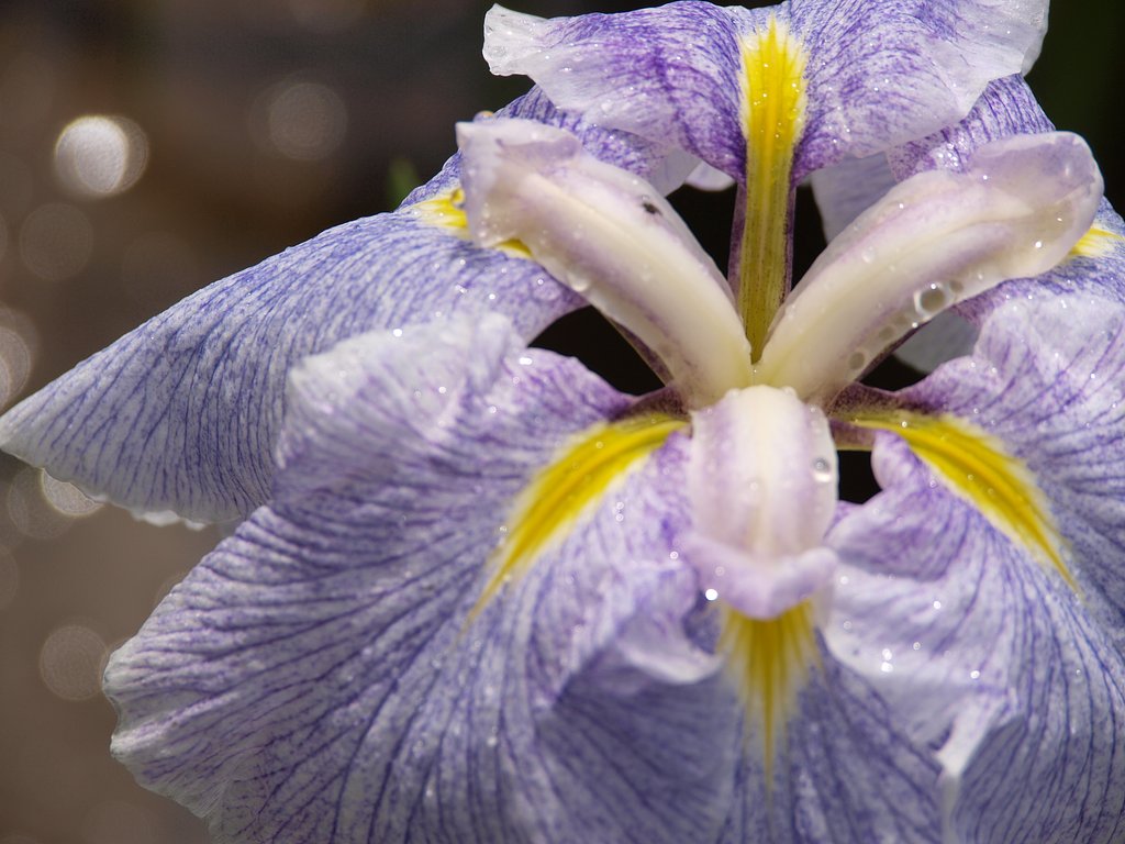 花菖蒲
